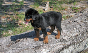 Rottweiler Misconceptions