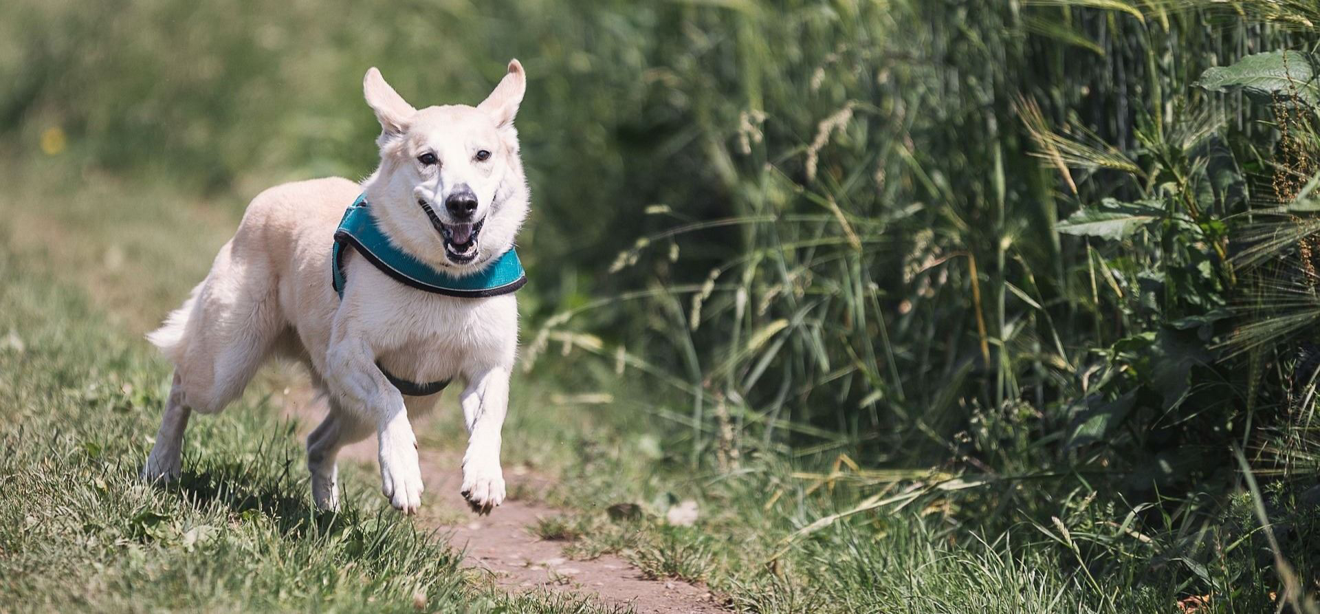Happy dog running through a field